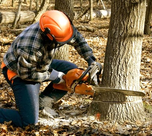 Tree Removal in Snelling, CA